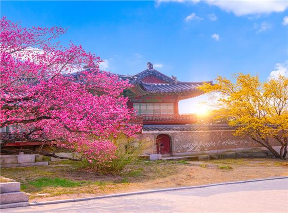 Tour Du Lịch Hàn Quốc Mùa Xuân 2023
